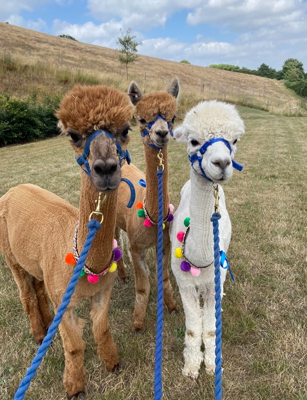 Gallery image 1: lakemoor-alpacas-of-dartmoor