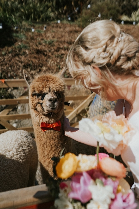 Gallery image 3: lakemoor-alpacas-of-dartmoor