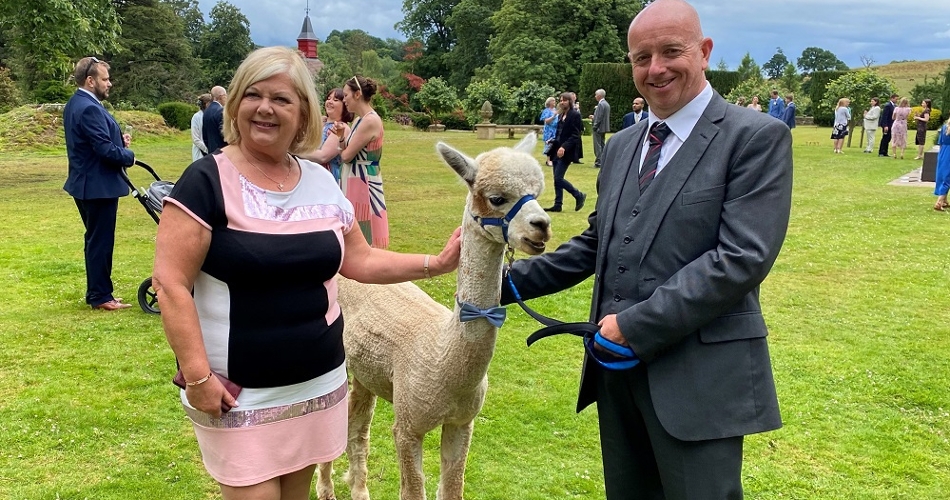 Image 2: Lakemoor Alpacas of Dartmoor