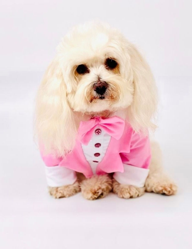 bichon frises in a pink tuxedo jacket