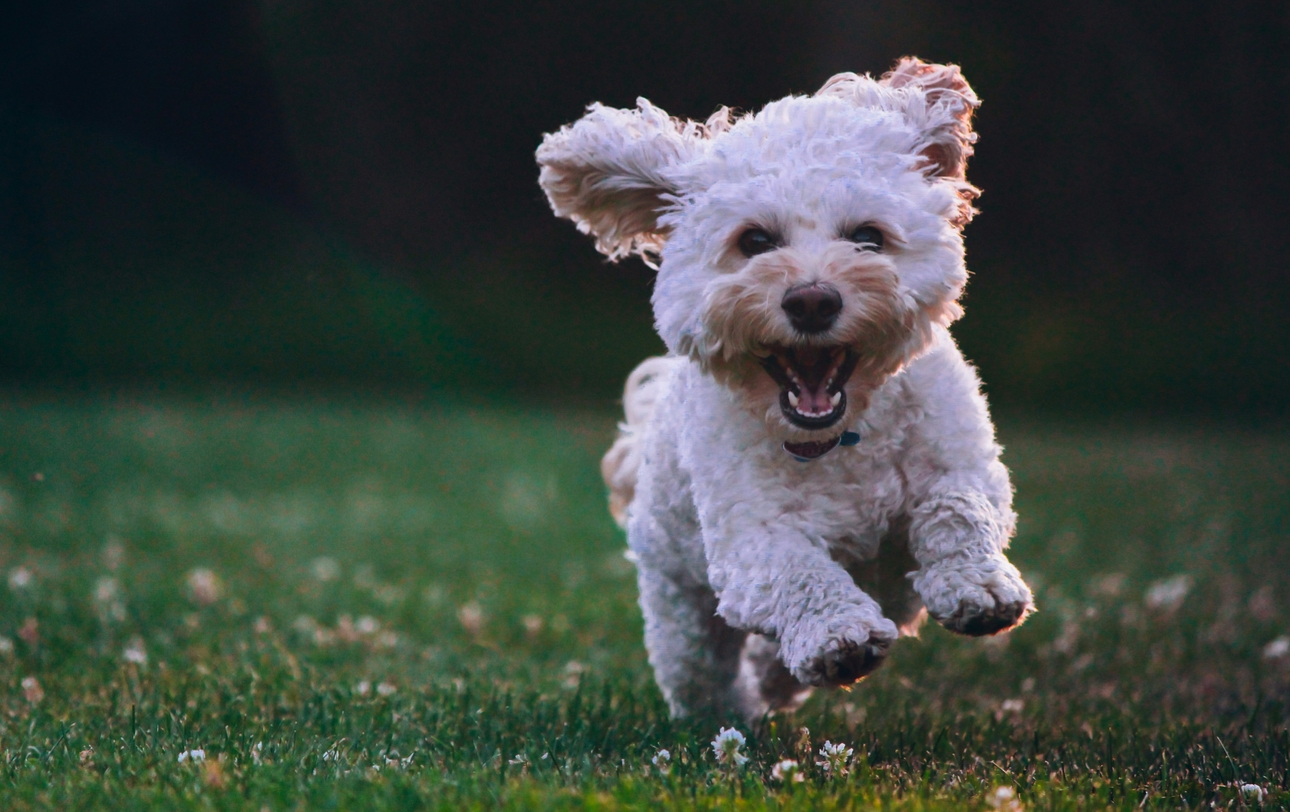 A dog running outdoors